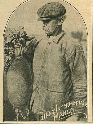 Mangel beet seed ad from 1919