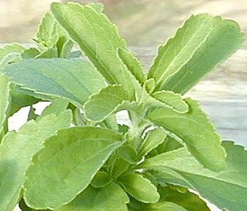 stevia leaf