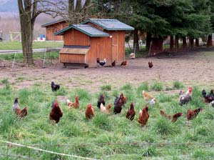 chickens on pasture - Skagit River Ranch of Washington