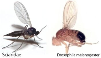 How to Control Fungus Gnats and Damping Off Organically