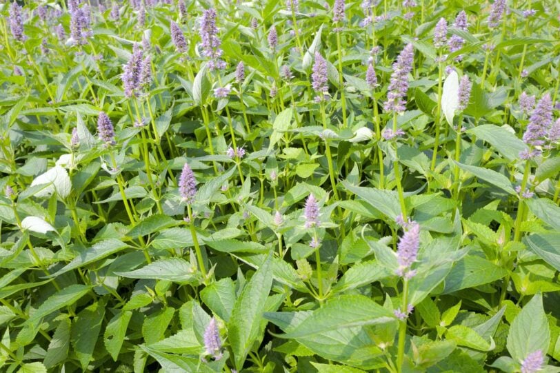 'Blue Fortune' agastache (hyssop) blooms in the garden
