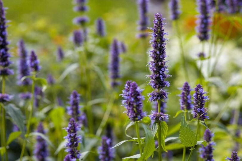 close up of blue anise hyssop blossoms