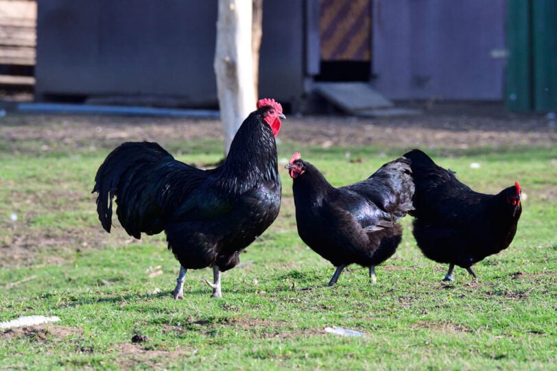 Australorp hens and rooster in the yard