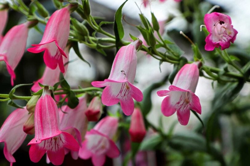 close up of pink Beardtongue flowers in a garden