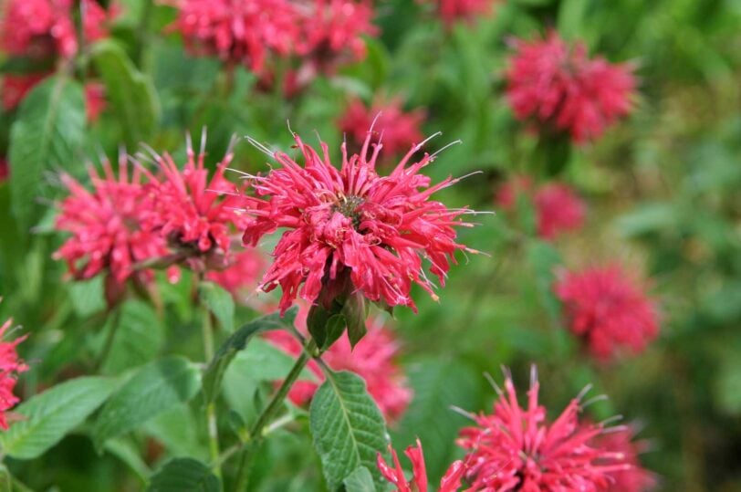 close up of red bee balm blossoms, variety 'Jacob Cline'