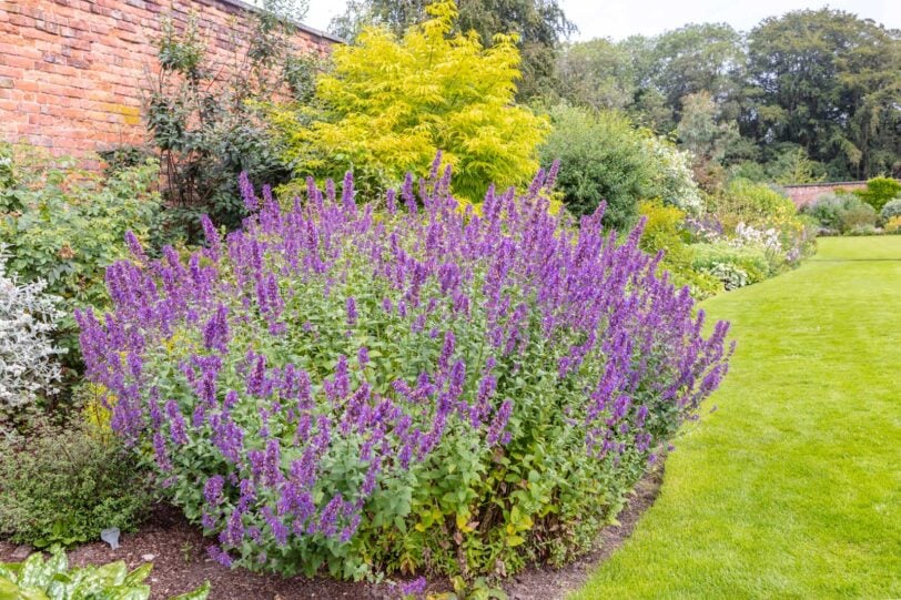 large cascade of purple catnip flowers in a garden border