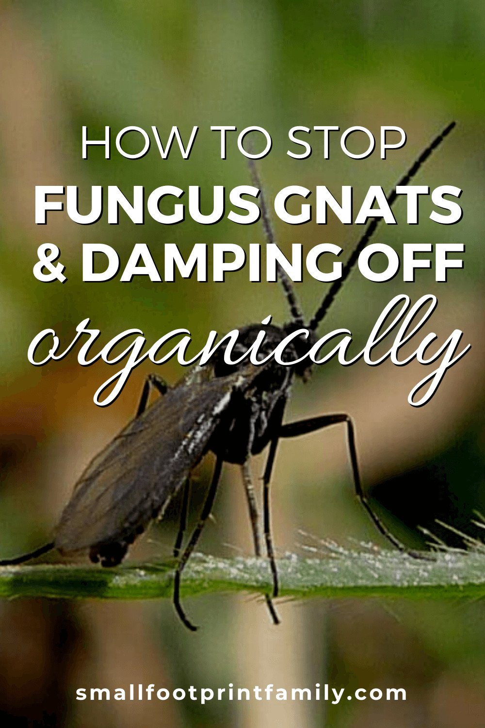 Fungus gnats and damping-off can seriously harm growing seedlings. But the solution to controlling fungus gnats is safer and cheaper than you would expect. Click to learn how to stop them.#garden #gardening #organicgarden #permaculture #homesteading #urbangarden