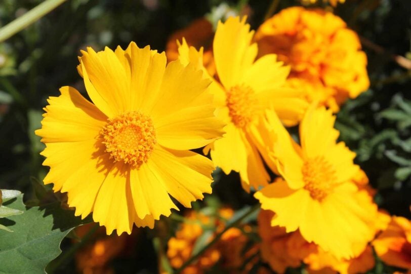 close up of coreopsis blooms