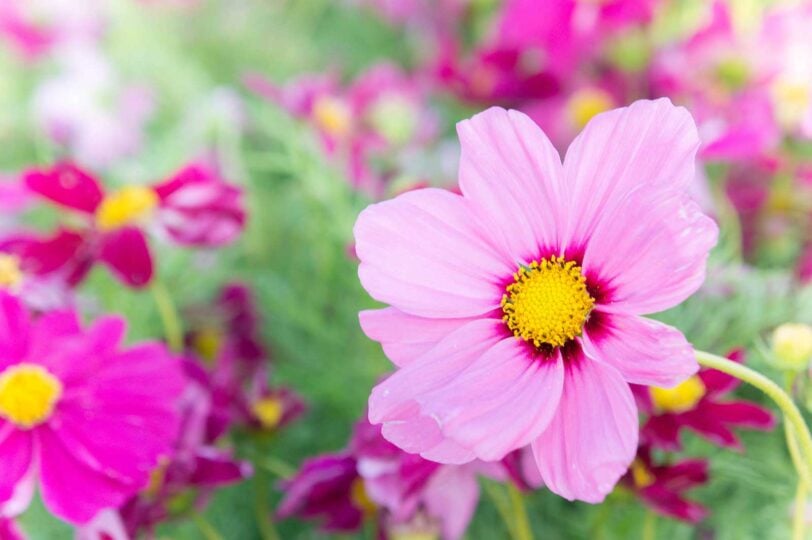 close up of cosmos blossoms in pink and magenta