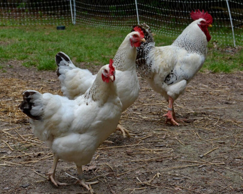 Delaware hens and rooster in the yard