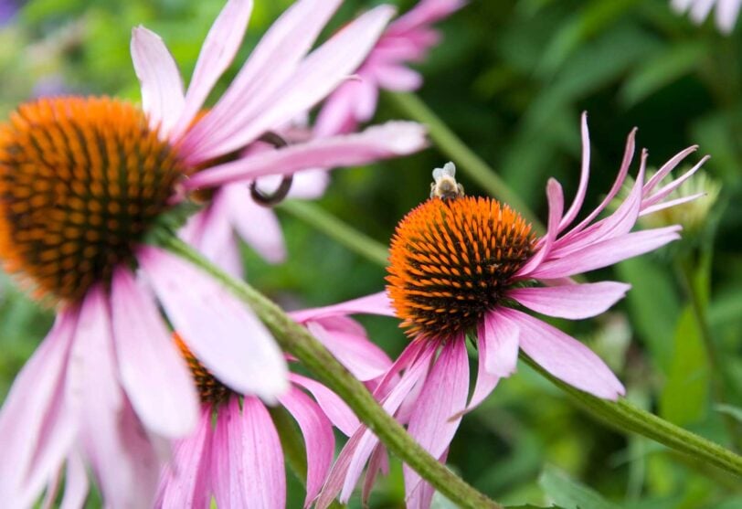 close up of purple coneflowers with bee on the center of one