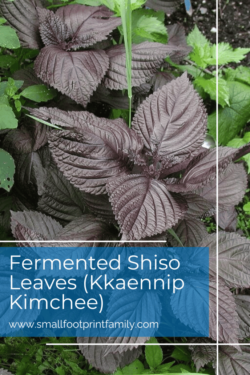 red shiso leaves on the plant