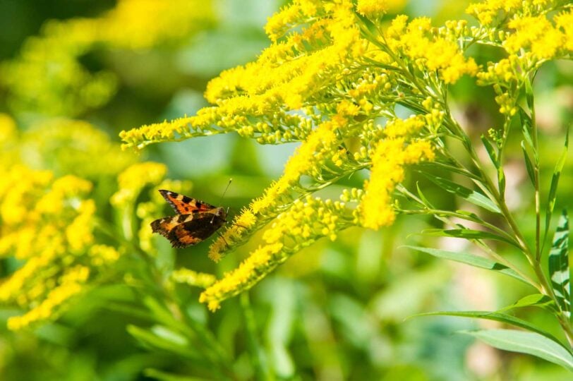 close up of goldenrod blossoms with an orange butterfly on them