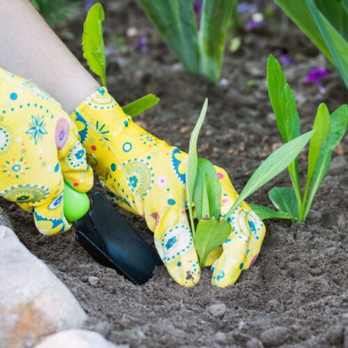 gloved hands pulling weeds from the garden with a shovel