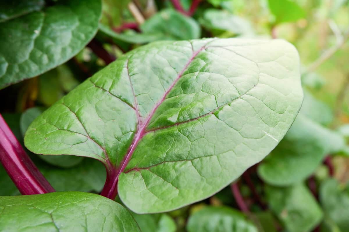 Image of Malabar spinach companion plants brassicas