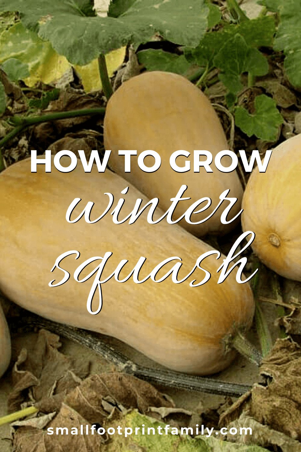 Winter squashes like butternut or pumpkin have long storage periods under the right conditions, making them an essential crop for anyone trying to grow a lot of their own food.#garden #gardening #organicgarden #permaculture #homesteading #urbangarden