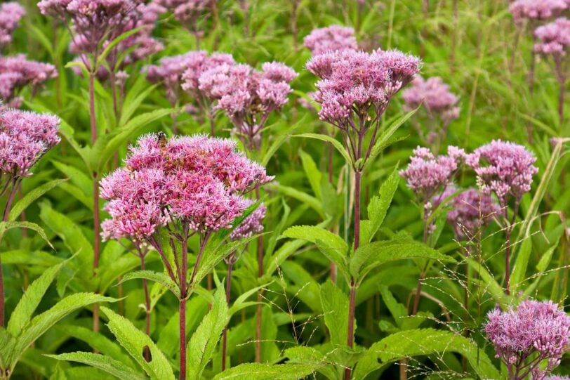 close up of pink Joe Pye Weed blossoms in a garden