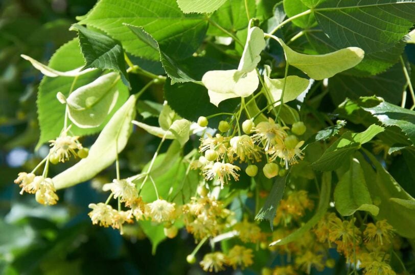 linden flowers on the branch