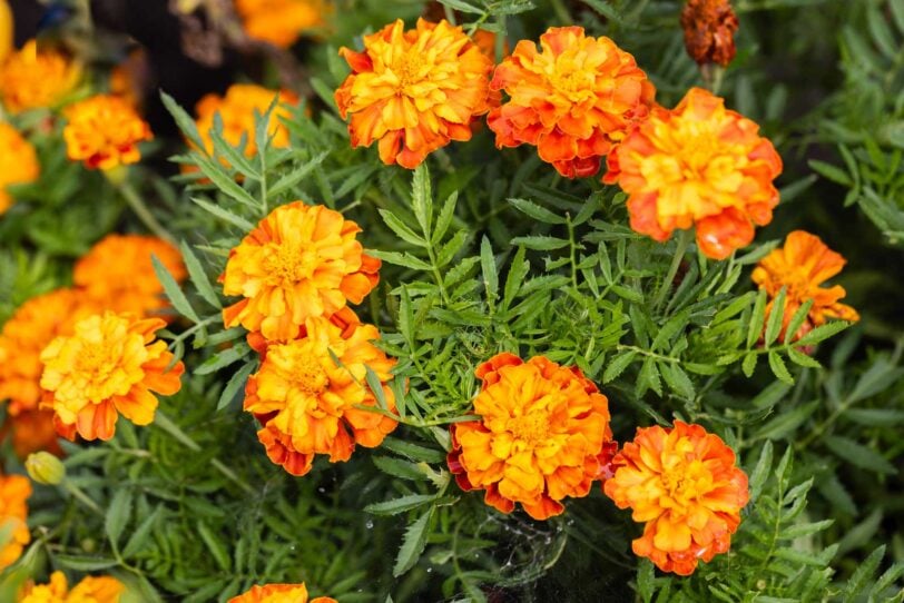 bright orange marigold blossoms in the garden