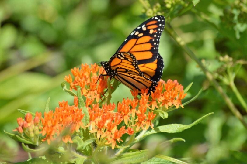 Milkweed close up with monarch butterfly