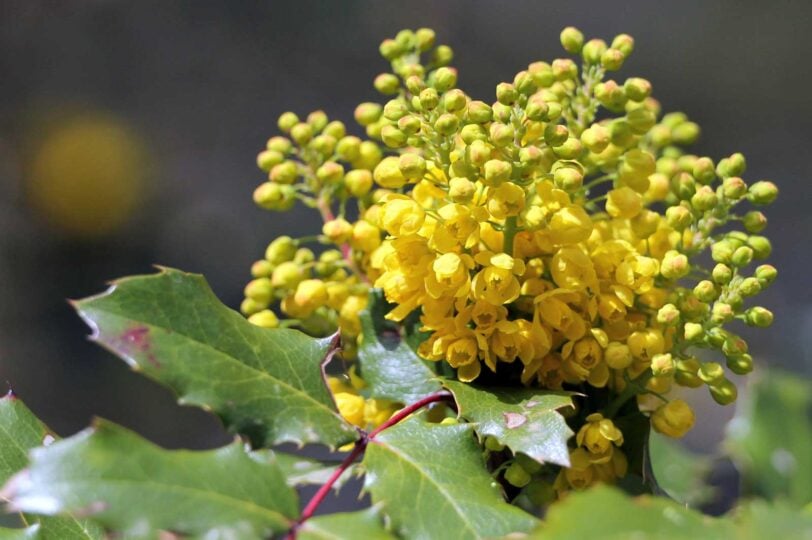 yellow oregon grape blossoms on a branch