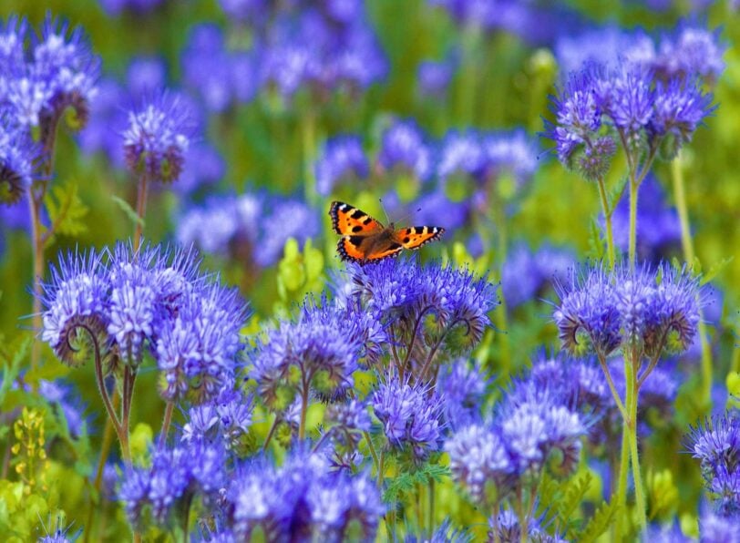 Phacelia blossoms with orange butterfly on them