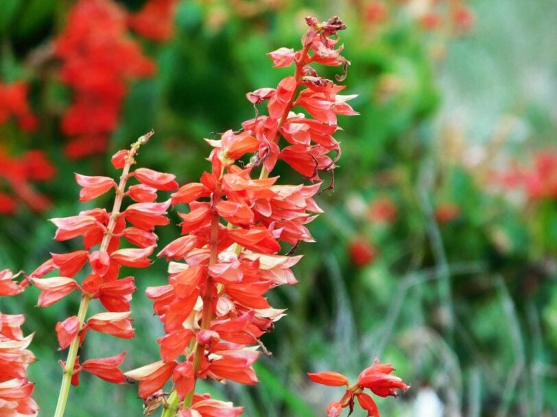close up of red salvia blossoms