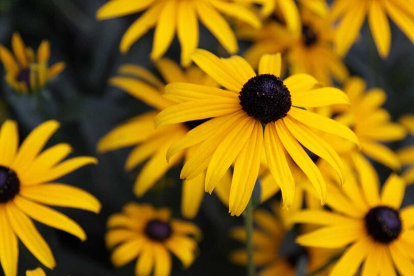 close up of yellow Black Eyed Susan flowers