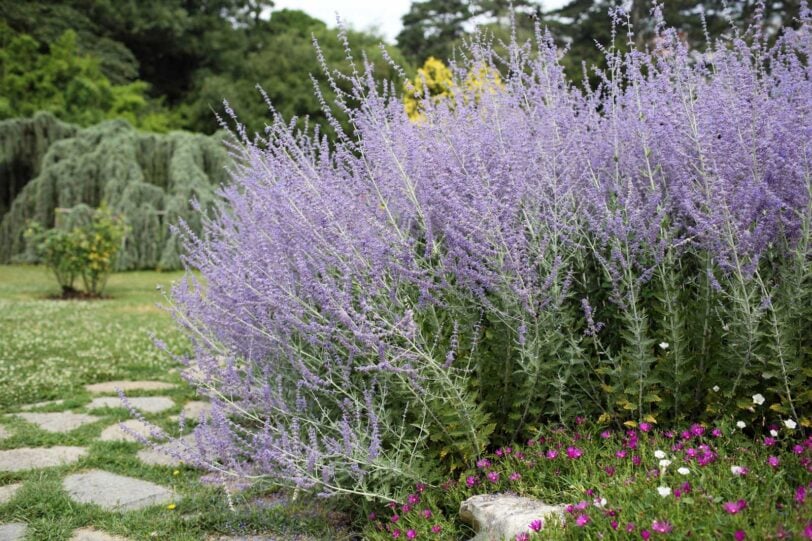 Russian sage in bloom in a garden border