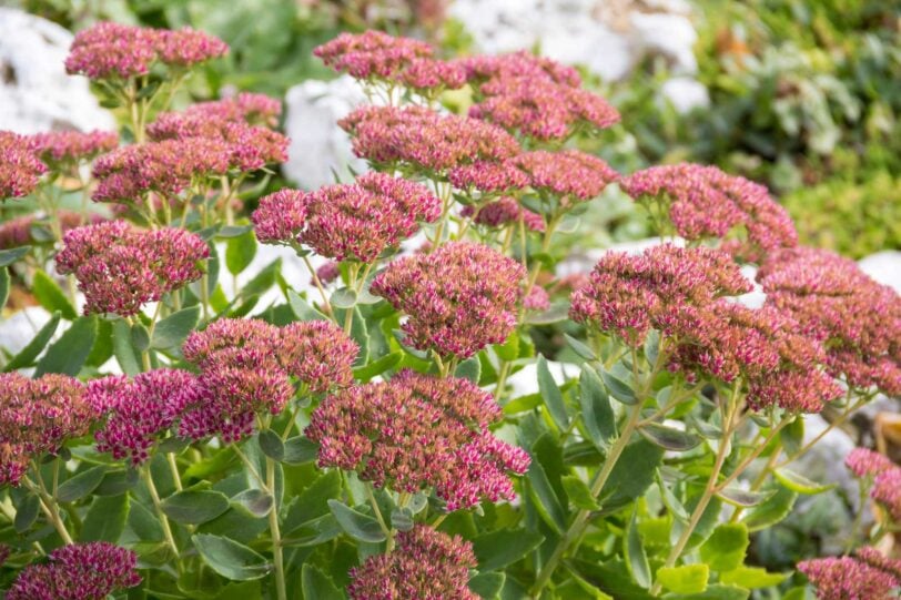 close up of stonecrop sedum blossoms in the garden