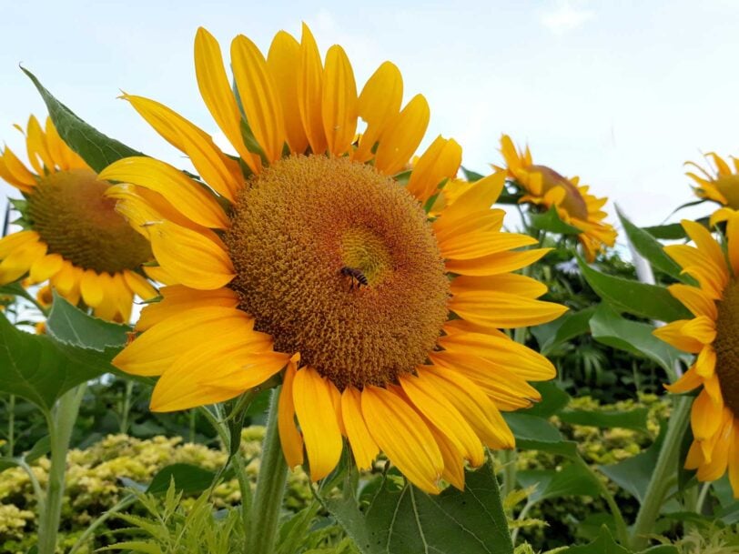 close up of sunflowers in a garden with a bee in the center