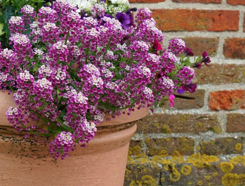 purple sweet alyssum blossoms in a terra cotta pot against a brick wall