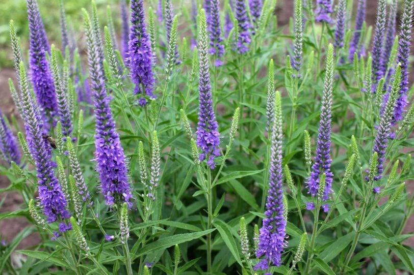 close up of veronica flower spikes