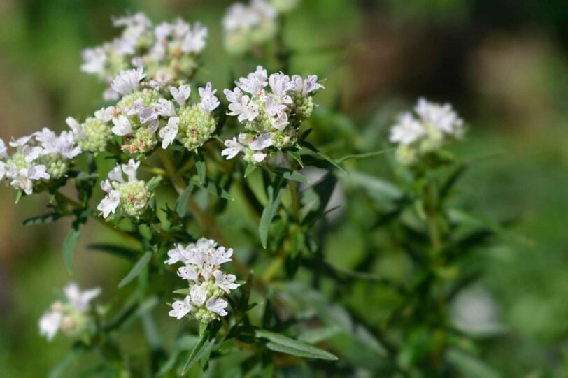 close up of Virginia mountain mint flowers