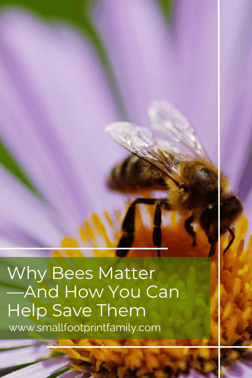 bee close up on the center of a purple aster