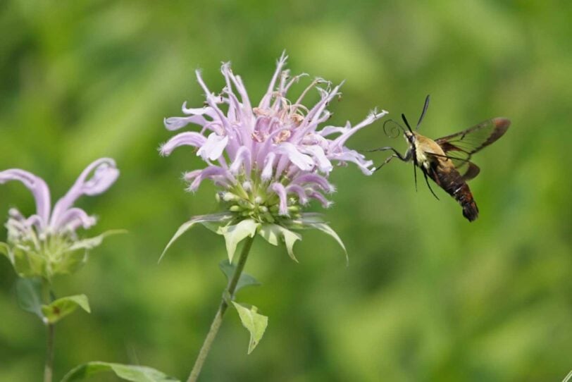 wild bergamot bloom with moth pollinating it