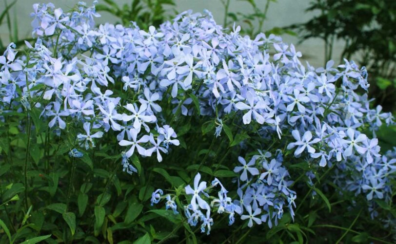 close up of wild blue phlox in a garden