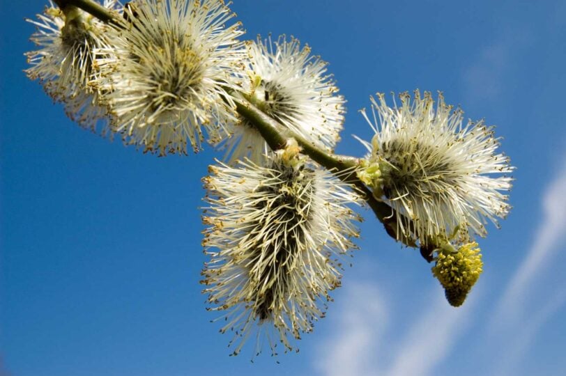 close up of willow flowers