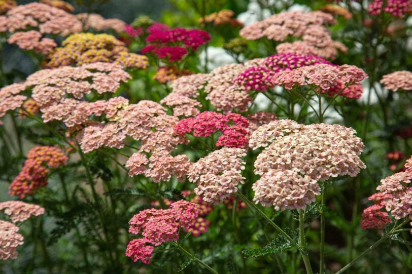 close up of pink and red yarrow blossoms in the garden