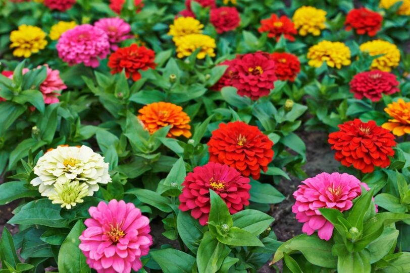 multicolored zinnia flowers in a garden