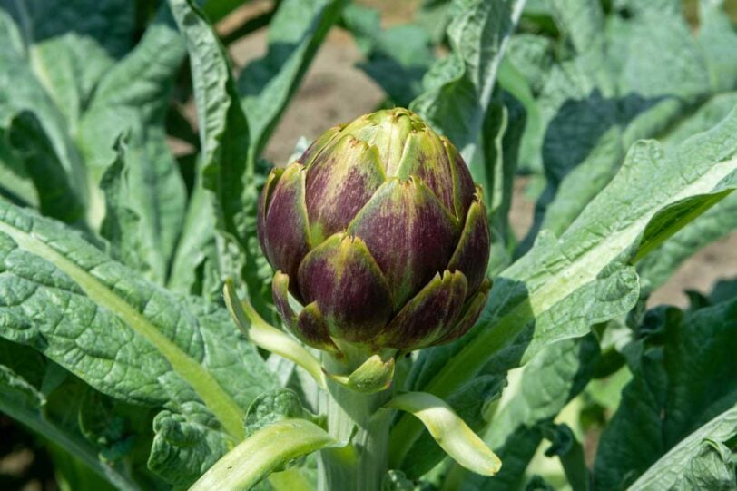purple artichoke bloom in the garden