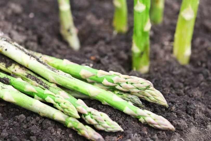 asparagus spears coming out of and laying on the soil