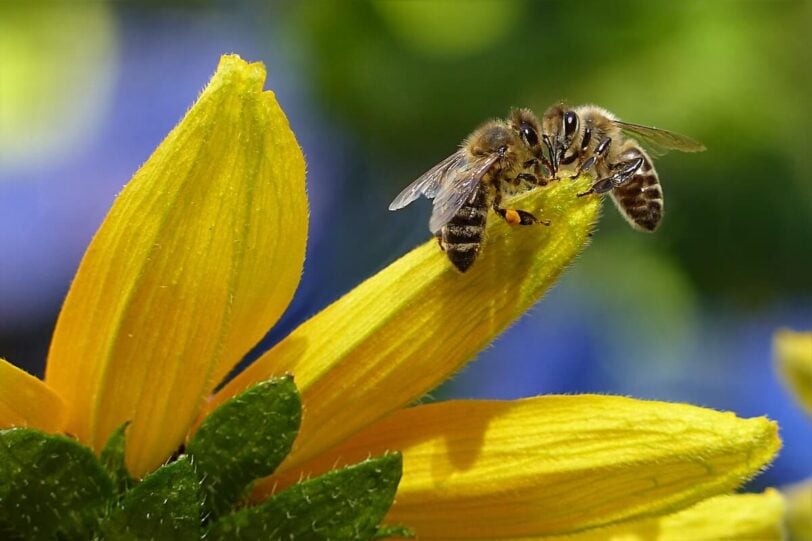 bees on flower close up