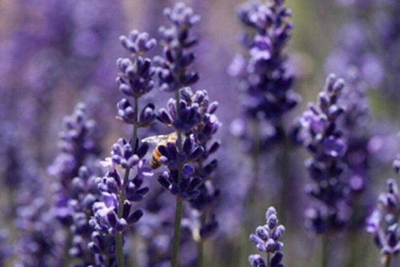 bee on lavender