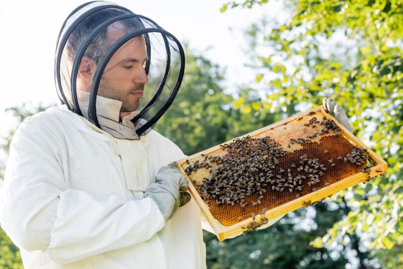 male beekeeper holding a frame of bees