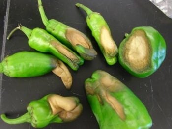 green peppers with blossom end rot on a table