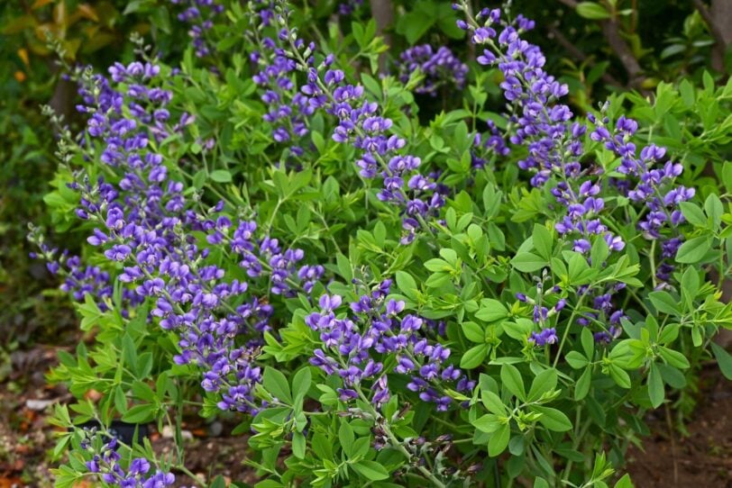 Baptisia blooms in a garden