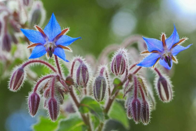 close up of borage blossoms