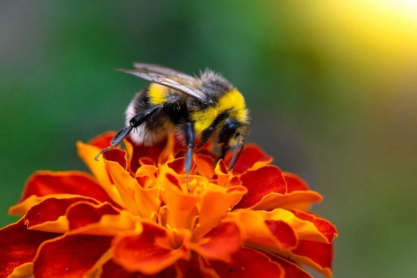 bumble bee close up on marigold flower