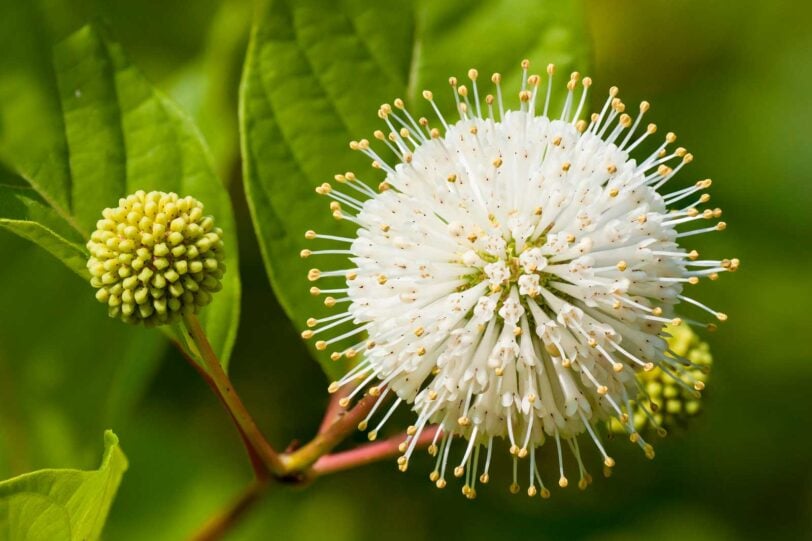 Close up of buttonbush flowers